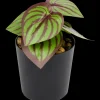 Kunstplantje in pot | Action NL